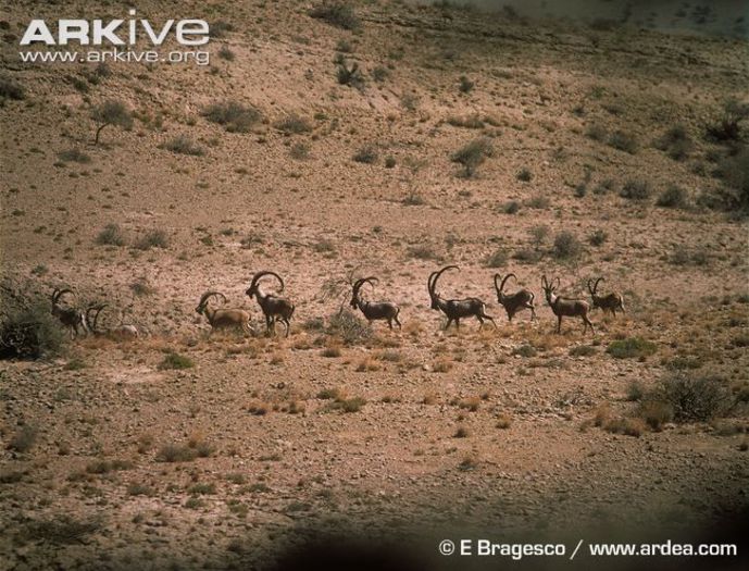 Turkmen-wild-goat-bachelor-herd-moving-across-desert