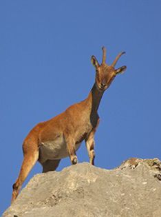 wild-goat