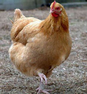 chicken-0011 - x96-Gaina