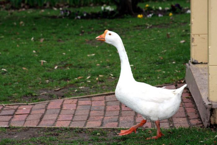 Picture 053 white goose shopped - x97-Gasca