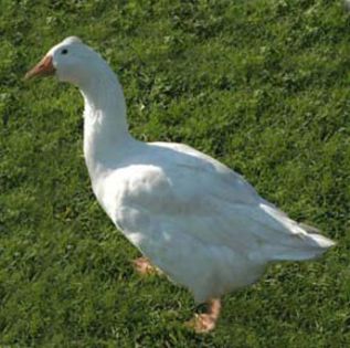 picture-of-white-geese - x97-Gasca