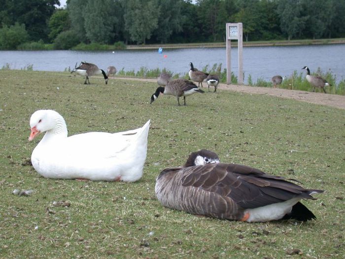 white_goose_and_grey_goose_on_grass_photographs_photos_pictures_1024_x_768 - x97-Gasca