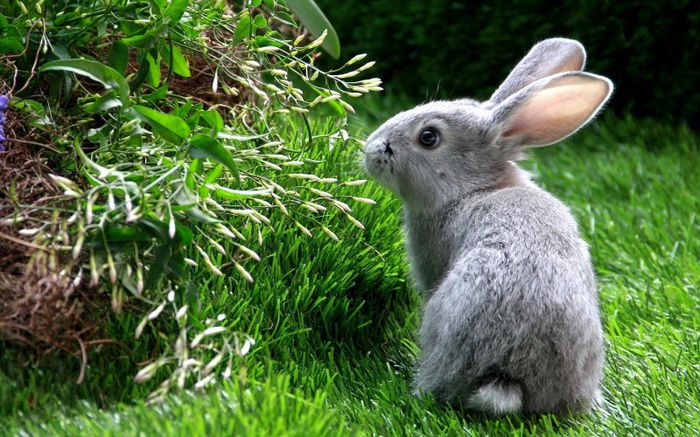 Domestic_rabbit_European_rabbit - x98-Iepure