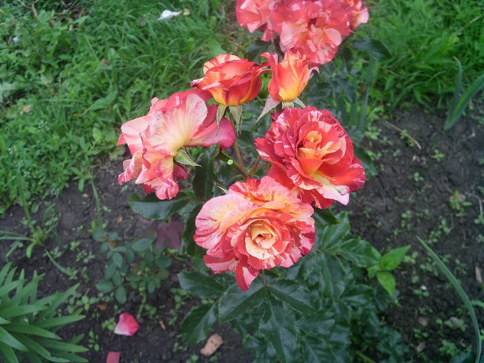 Picture 079 - 8-trandafiri