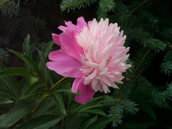 Picture 033 - 4-flori 2013