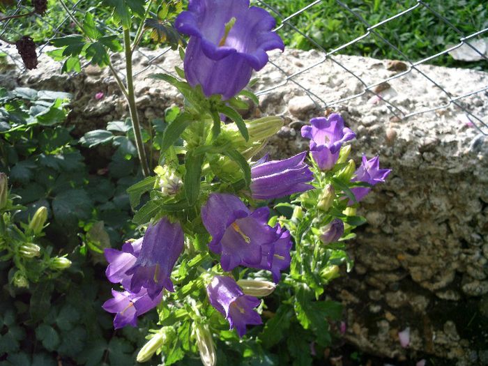 Picture 051 - 4-flori 2013