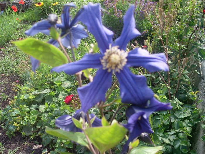 Picture 069 - 4-flori 2013