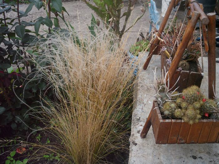 Picture 077 - 4-flori 2013