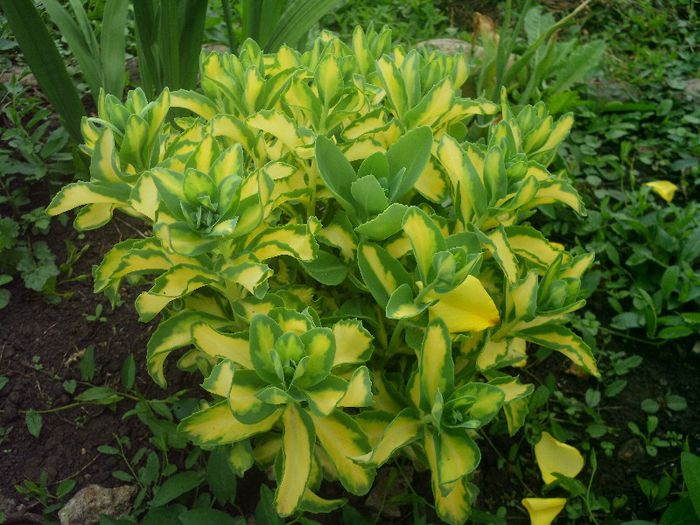 Picture 082 - 4-flori 2013