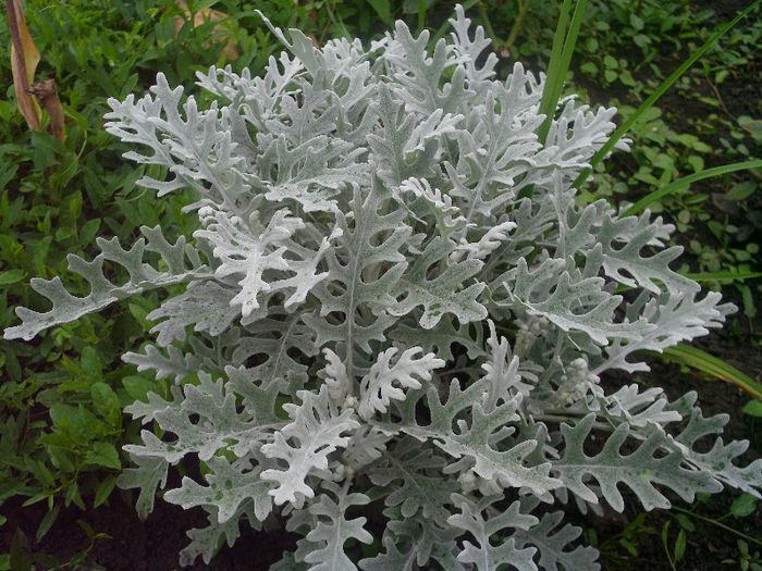 Picture 084 - 4-flori 2013