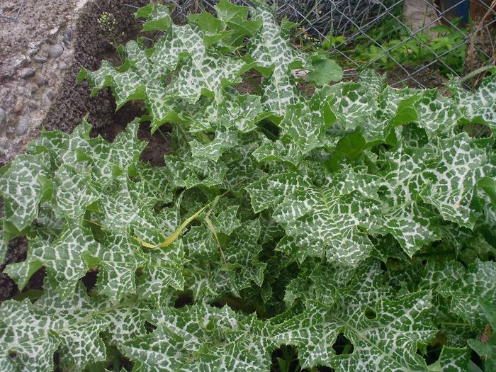 Picture 088 - 4-flori 2013