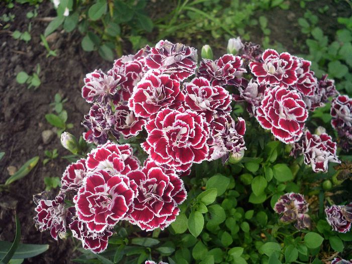 Picture 095 - 4-flori 2013