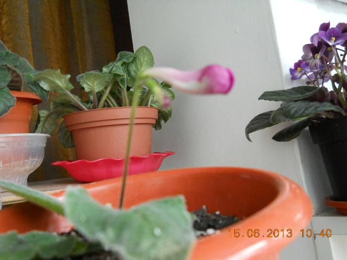 001 - STREPTOCARPUS 2013