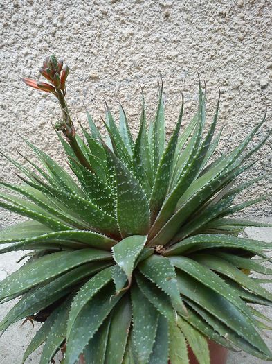 2013.06.08 - Aloe aristata