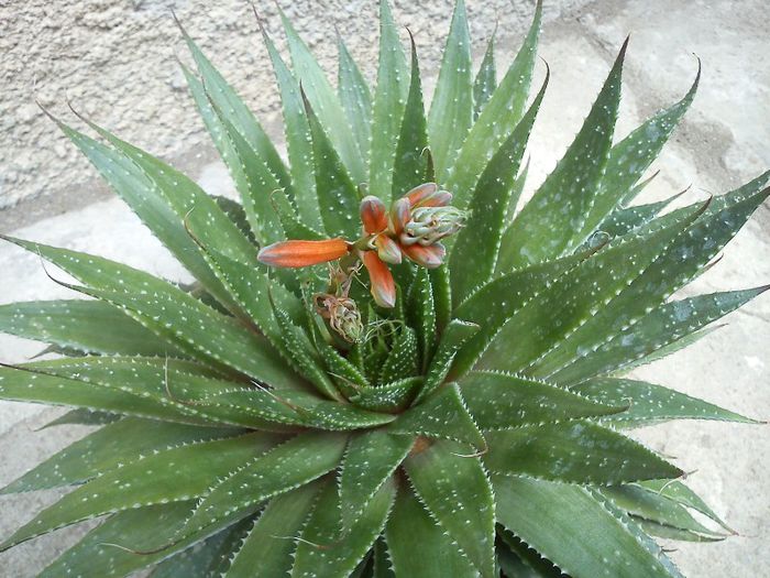 2013.06.08 - Aloe aristata