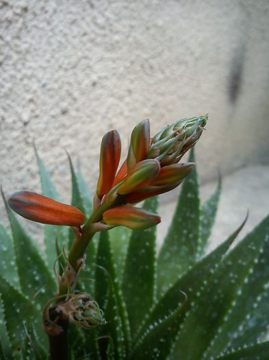 2013.06.08 - Aloe aristata