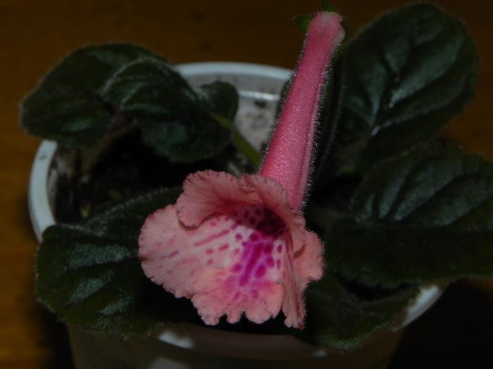 Sinningia `Ozark Coral Freckles` - Sinningia