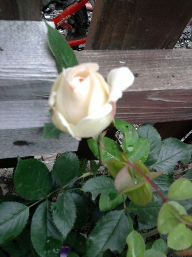 Fotografie2516 - eden rose