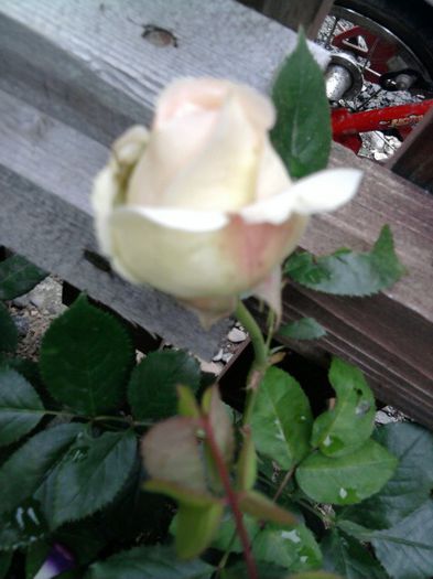 Fotografie2518 - eden rose
