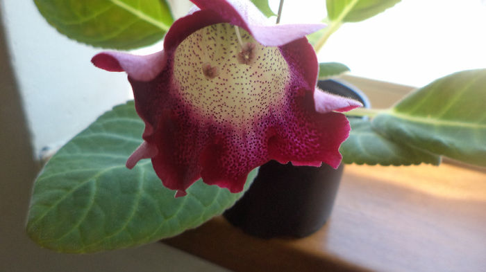 DSC01463 - gloxinii  si minisinningii 2013