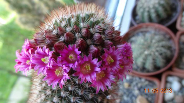 Mammillaria backegergiana