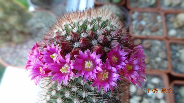 Mammillaria backegergiana - Cactusi cu flori 2013