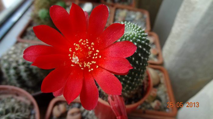 Rebutia krainziana - Cactusi cu flori 2013