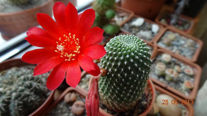 Rebutia krainziana - Cactusi cu flori 2013