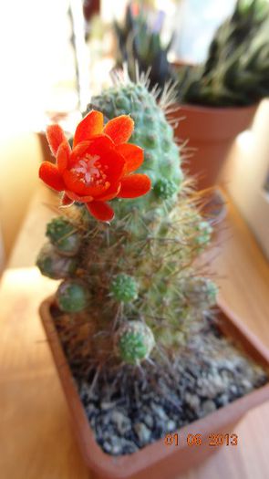 Rebutia ithycantha - Cactusi cu flori 2013