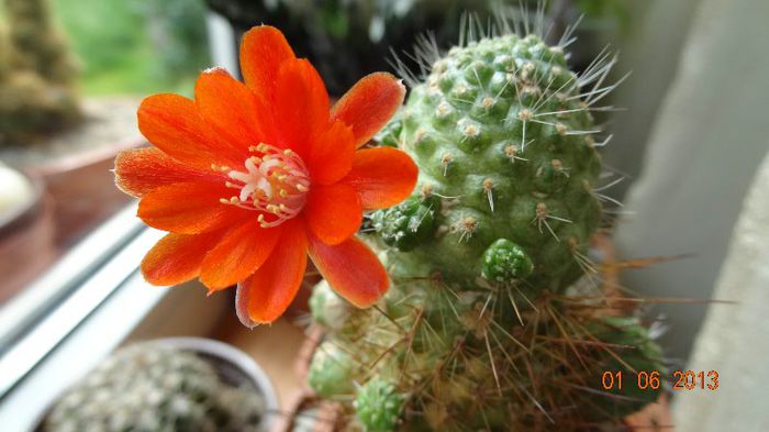 Rebutia ithycantha - Cactusi cu flori 2013
