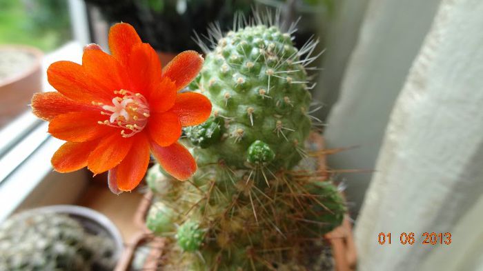 Rebutia ithycantha