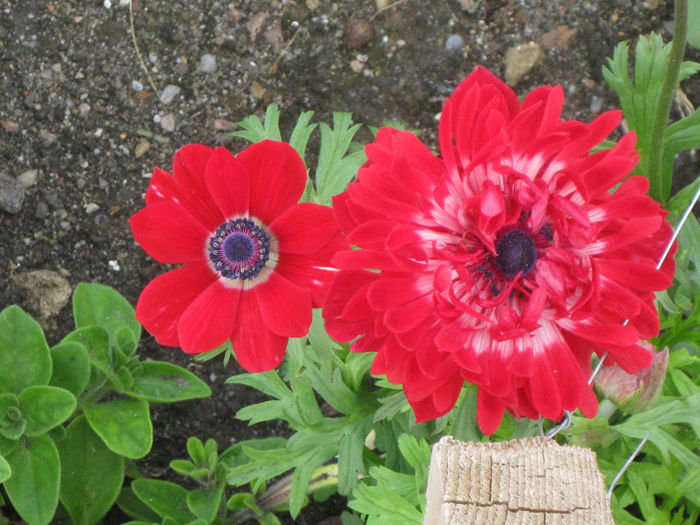 floare dubla si simpla - anemone