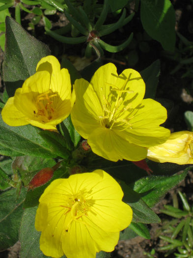 IMG_2291 - oenothera fruticosa