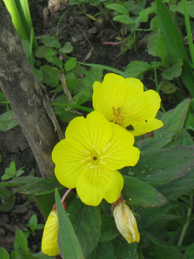 IMG_2309 - oenothera fruticosa