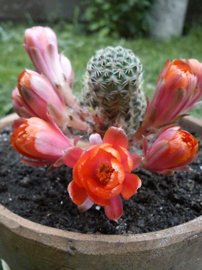 2013.06.07 - Rebutia albopectinata