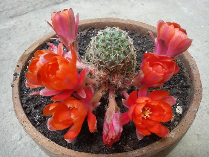 2013.06.08 - Rebutia albopectinata