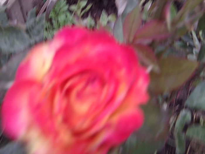 Fotografie2885 - flori de gradina 2013