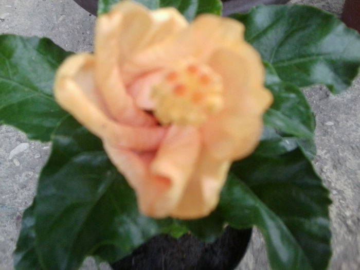 Fotografie2887 - flori de gradina 2013