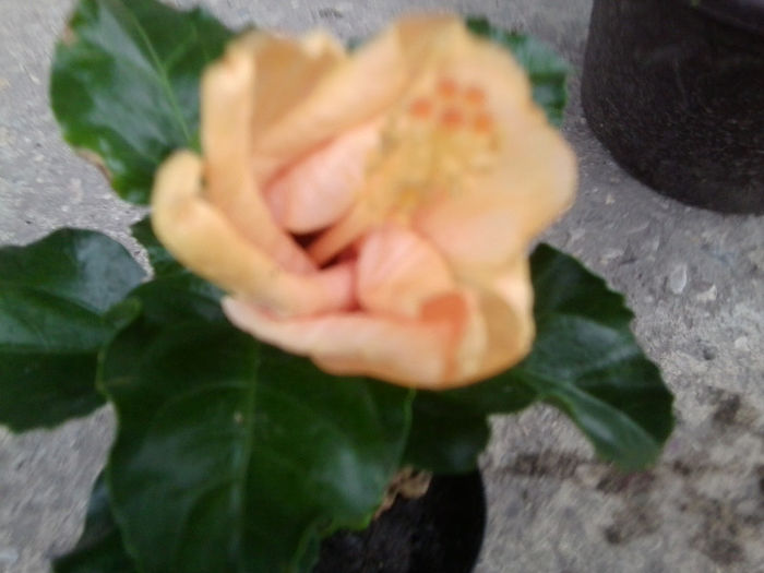 Fotografie2889 - flori de gradina 2013