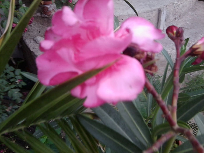 Fotografie2895 - flori de gradina 2013