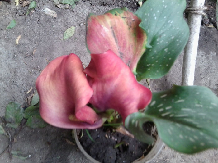 Fotografie2904 - flori de gradina 2013