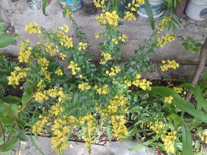 multumesc - flori de gradina 2013