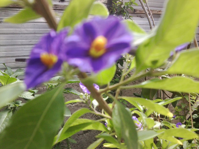 Fotografie2915 - flori de gradina 2013