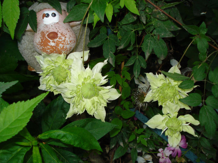 DSC09029 - Clematis 2013