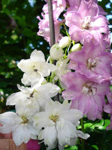 delphinium