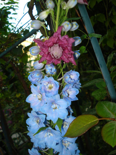 DSC09008