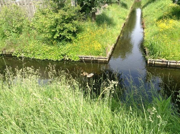 image - Pasaroi de Olanda