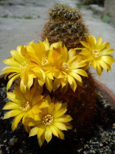 2013.06.08 - Sulcorebutia krahnii