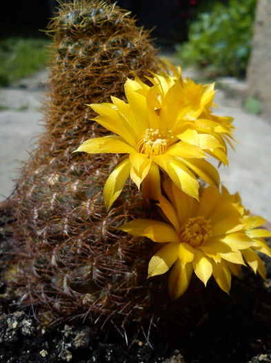 2013.06.08 - Sulcorebutia krahnii