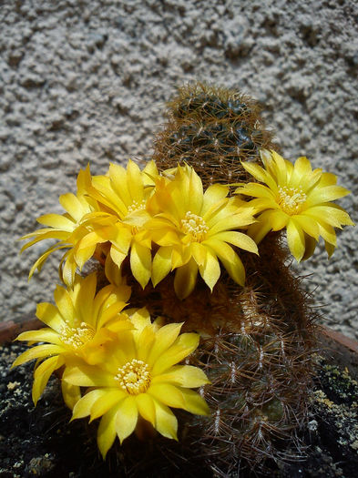 2013.06.08 - Sulcorebutia krahnii